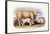 The Cotswold Breed, Ewe, 8 Years Old, 1840-1842-William Shiels-Framed Stretched Canvas