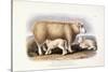 The Cotswold Breed, Ewe, 8 Years Old, 1840-1842-William Shiels-Stretched Canvas