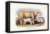 The Cotswold Breed, Ewe, 8 Years Old, 1840-1842-William Shiels-Framed Stretched Canvas