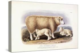 The Cotswold Breed, Ewe, 8 Years Old, 1840-1842-William Shiels-Stretched Canvas