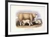 The Cotswold Breed, Ewe, 8 Years Old, 1840-1842-William Shiels-Framed Premium Giclee Print