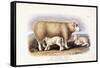 The Cotswold Breed, Ewe, 8 Years Old, 1840-1842-William Shiels-Framed Stretched Canvas