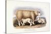 The Cotswold Breed, Ewe, 8 Years Old, 1840-1842-William Shiels-Stretched Canvas