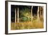 The Cottage Amongs the Birch Trees-Berthe Morisot-Framed Art Print