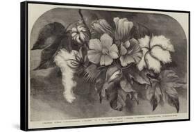 The Cotton Plant-null-Framed Stretched Canvas