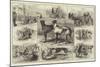 The Coursing Meeting at Altcar, Near Liverpool-null-Mounted Giclee Print