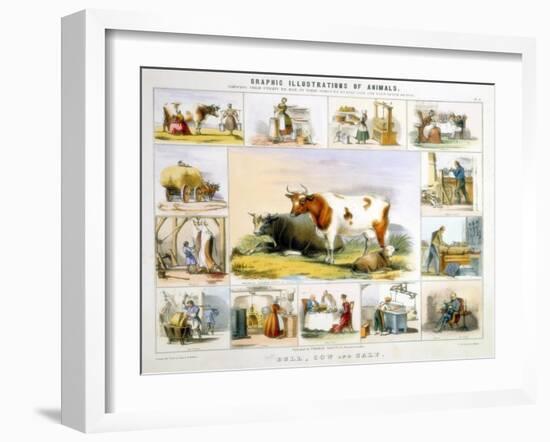 The Cow, C1850-Benjamin Waterhouse Hawkins-Framed Giclee Print