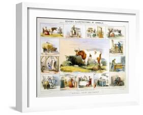 The Cow, C1850-Benjamin Waterhouse Hawkins-Framed Giclee Print