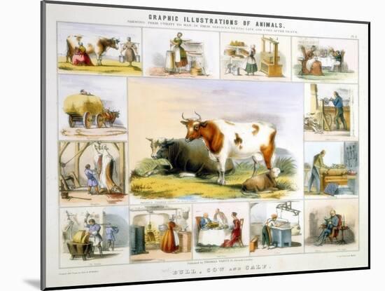 The Cow, C1850-Benjamin Waterhouse Hawkins-Mounted Giclee Print