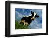 The Cow-Emmanuel Panais-Framed Art Print