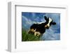 The Cow-Emmanuel Panais-Framed Art Print