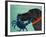 The Crab Black-Stephen Huneck-Framed Giclee Print