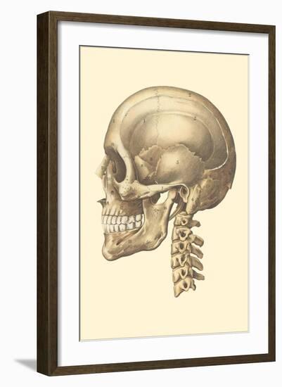 The Cranium-null-Framed Art Print