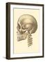 The Cranium-null-Framed Art Print