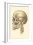 The Cranium-null-Framed Art Print