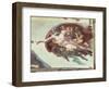 The Creation of Adam, c.1510 (detail)-Michelangelo Buonarroti-Framed Giclee Print