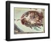 The Creation of Adam, c.1510 (detail)-Michelangelo Buonarroti-Framed Giclee Print