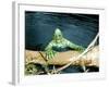 The Creature From The Black Lagoon, 1954-null-Framed Photo