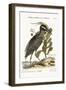 The Crested Bittern, 1749-73-Mark Catesby-Framed Giclee Print