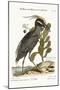 The Crested Bittern, 1749-73-Mark Catesby-Mounted Giclee Print