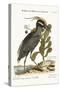 The Crested Bittern, 1749-73-Mark Catesby-Stretched Canvas