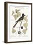 The Crested Flycatcher, 1749-73-Mark Catesby-Framed Giclee Print