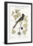 The Crested Flycatcher, 1749-73-Mark Catesby-Framed Giclee Print