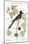 The Crested Flycatcher, 1749-73-Mark Catesby-Mounted Giclee Print