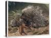 The Crested Porcupine by Alfred Edmund Brehm-Stefano Bianchetti-Stretched Canvas