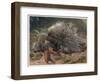 The Crested Porcupine by Alfred Edmund Brehm-Stefano Bianchetti-Framed Giclee Print