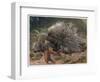 The Crested Porcupine by Alfred Edmund Brehm-Stefano Bianchetti-Framed Giclee Print