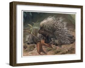 The Crested Porcupine by Alfred Edmund Brehm-Stefano Bianchetti-Framed Giclee Print