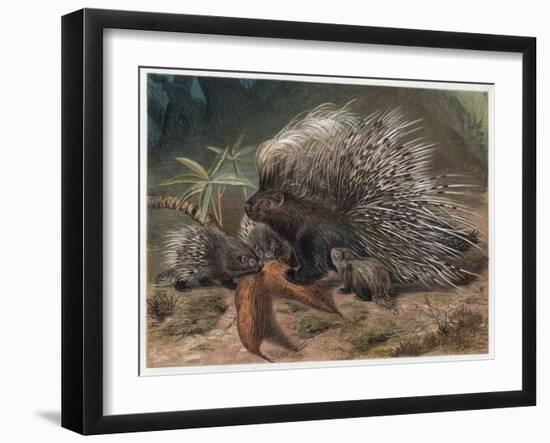 The Crested Porcupine by Alfred Edmund Brehm-Stefano Bianchetti-Framed Giclee Print