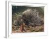 The Crested Porcupine by Alfred Edmund Brehm-Stefano Bianchetti-Framed Giclee Print