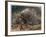 The Crested Porcupine by Alfred Edmund Brehm-Stefano Bianchetti-Framed Giclee Print