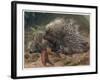 The Crested Porcupine by Alfred Edmund Brehm-Stefano Bianchetti-Framed Giclee Print