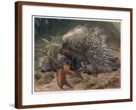 The Crested Porcupine by Alfred Edmund Brehm-Stefano Bianchetti-Framed Giclee Print