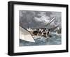 The Crew Maneuver to Straighten a Dangerously Inclined Sailboat during a Yacht Hike Race on the Del-null-Framed Giclee Print