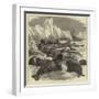 The Crew of the Pandora Shooting Seals-null-Framed Giclee Print