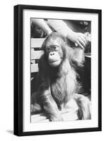 The Criminal Monkey-null-Framed Art Print