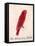 The Crimson Bird, from Sixteen Drawings of Comic Birds-Edward Lear-Framed Stretched Canvas