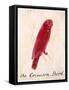 The Crimson Bird, from Sixteen Drawings of Comic Birds-Edward Lear-Framed Stretched Canvas