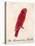 The Crimson Bird, from Sixteen Drawings of Comic Birds-Edward Lear-Stretched Canvas