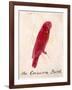 The Crimson Bird, from Sixteen Drawings of Comic Birds-Edward Lear-Framed Giclee Print