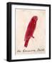 The Crimson Bird, from Sixteen Drawings of Comic Birds-Edward Lear-Framed Giclee Print