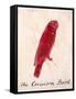 The Crimson Bird, from Sixteen Drawings of Comic Birds-Edward Lear-Framed Stretched Canvas