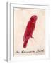 The Crimson Bird, from Sixteen Drawings of Comic Birds-Edward Lear-Framed Premium Giclee Print