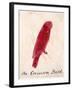 The Crimson Bird, from Sixteen Drawings of Comic Birds-Edward Lear-Framed Premium Giclee Print