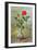 The Crimson Rose, a Messenger of Love-Albert Williams-Framed Giclee Print