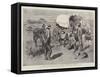 The Crisis in the Transvaal, Fighting their Battles over Again-Charles Edwin Fripp-Framed Stretched Canvas